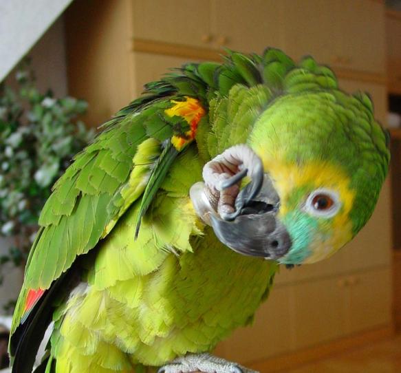 Bei der Fusspflege ist Coco besonders sorgfltig
