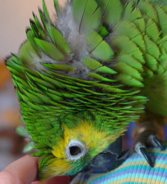 Meine Schmusemaus Coco