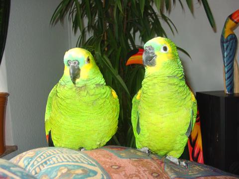 links die Maxi, rechts die Coco