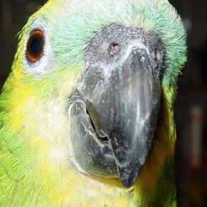 Ich bin die liebe Coco